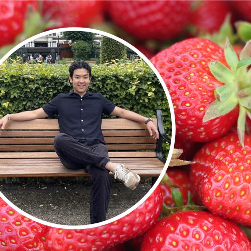 Bilde av NHH-student Erik Tien Huynh og bilder av jordbær. Foto: privat & Pexels/David Boozer 