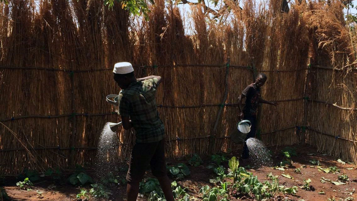 Bilde fra åker i Malawi. Foto: privat