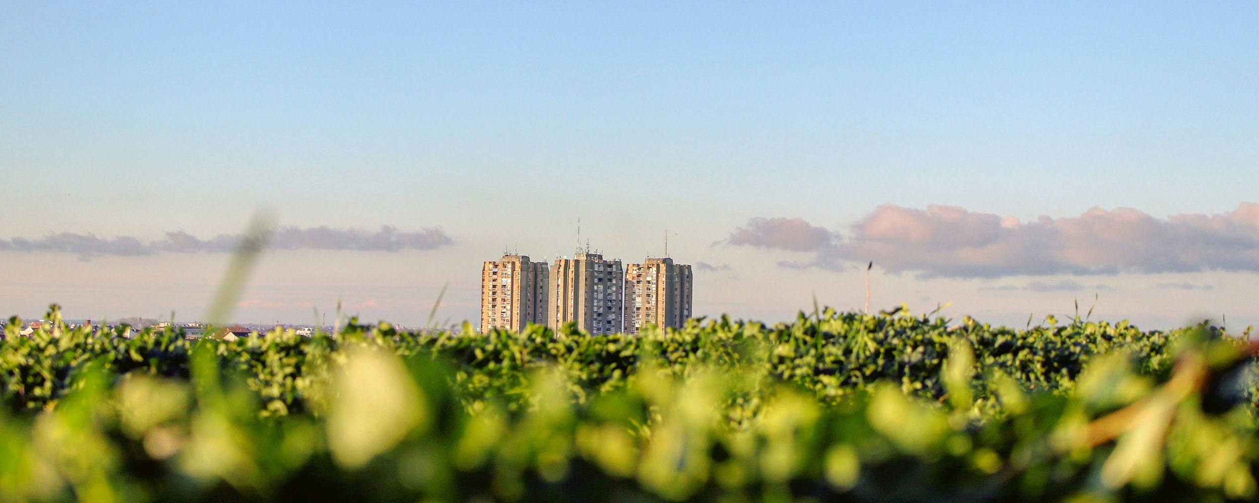 Tall apartment buildings in the distance under a clear blue sky, with green vegetation in the foreground and scattered clouds near the horizon.