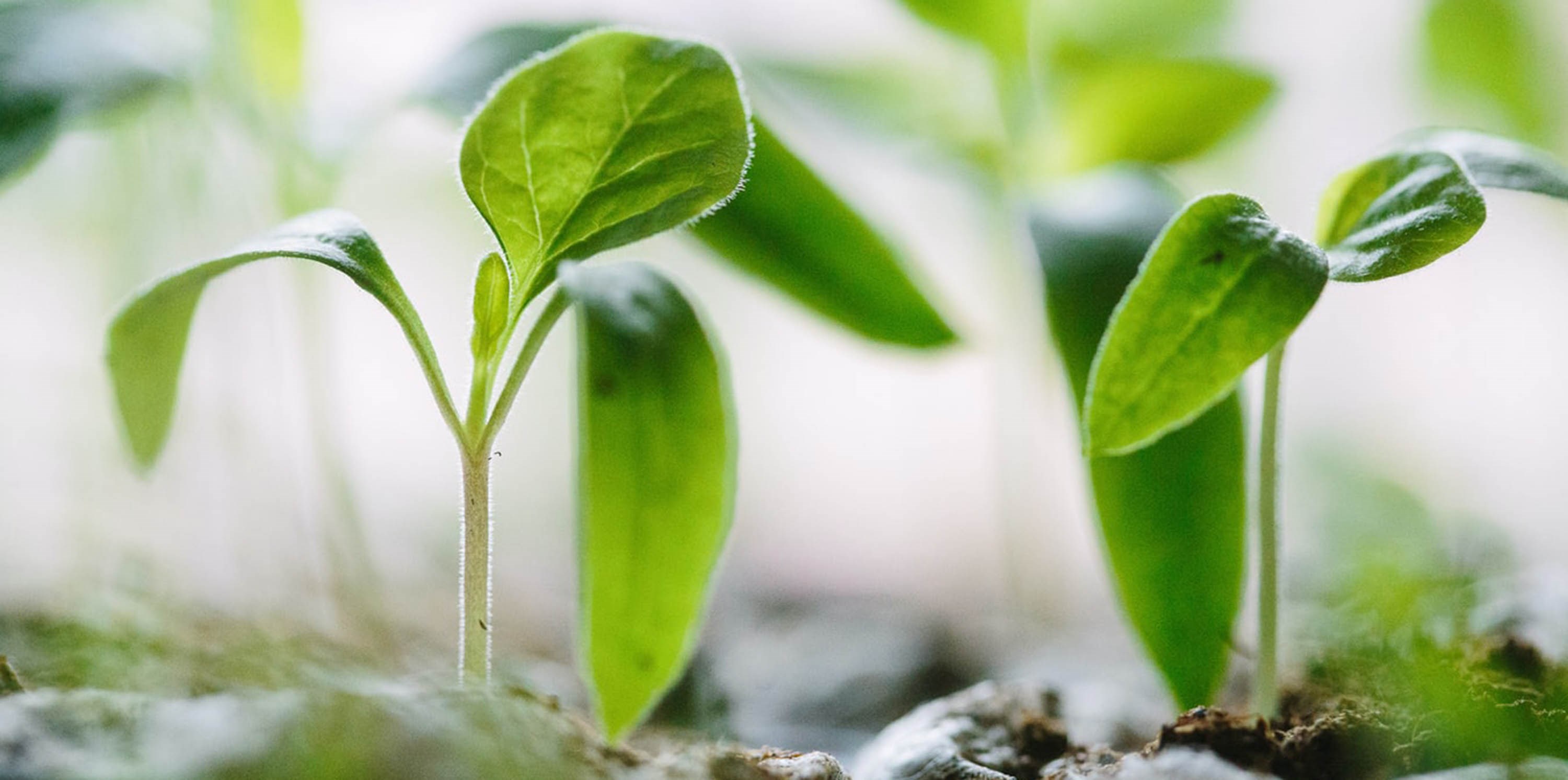 Plants. Photo: Francesco Gallarotti/Unsplash