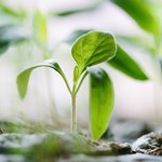 Plants. Photo: Francesco Gallarotti/Unsplash