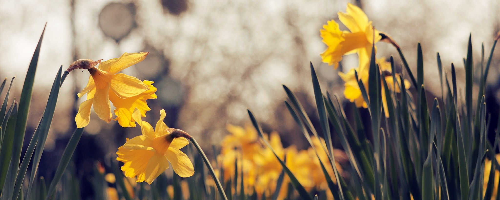 Daffodils