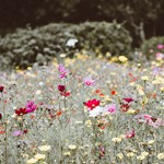 Summer flowers. Photo: Annie Spratt/Unsplash.com