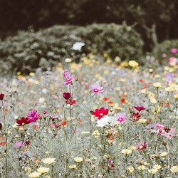 Summer flowers. Photo: Annie Spratt/Unsplash.com