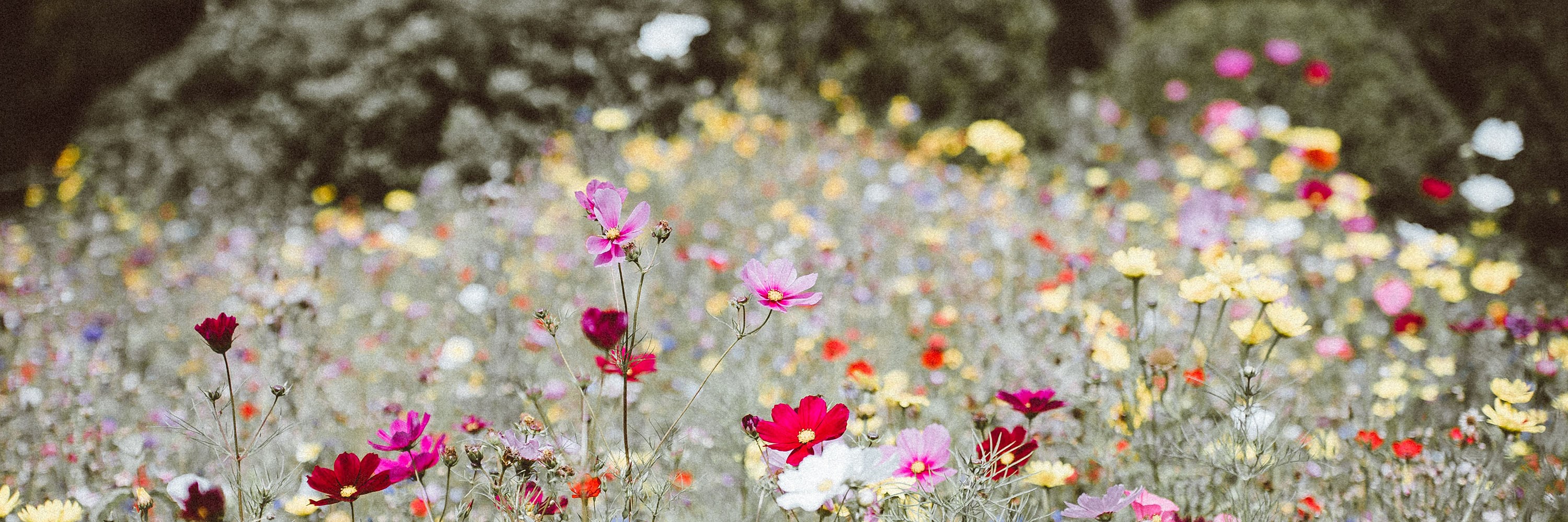 Summer flowers. Photo: Annie Spratt/Unsplash.com