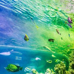 akvariet, Tuomo Lindfors