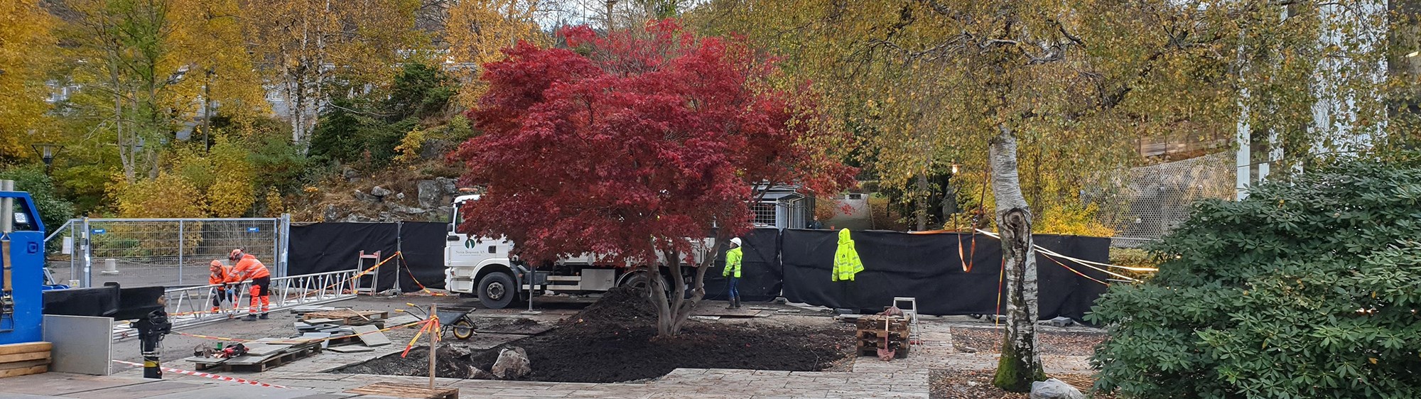 Copper maple tree