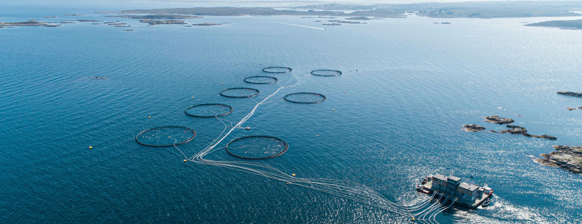  Foto: Lerøy Seafood Group