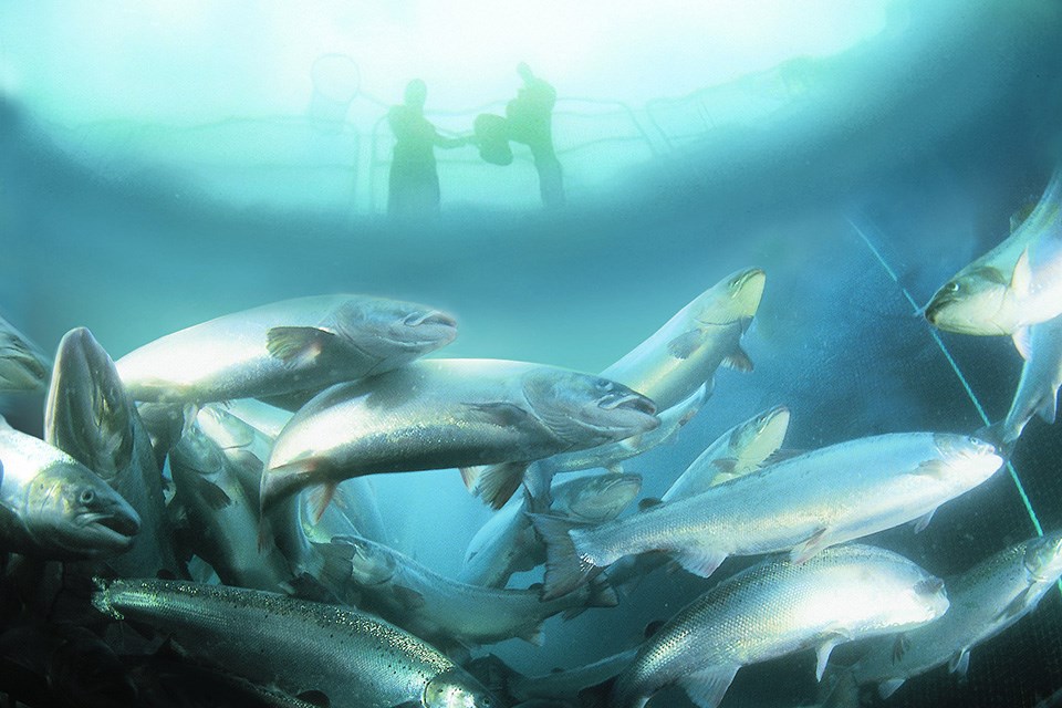 A study trip to NHH could include a vist to one of Bergen's large aqua culture companies. Photo: Monica Kleivtun/Marine Harvest