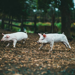 Piglets running. Photo: Jonathan Cooper/Unsplash.com