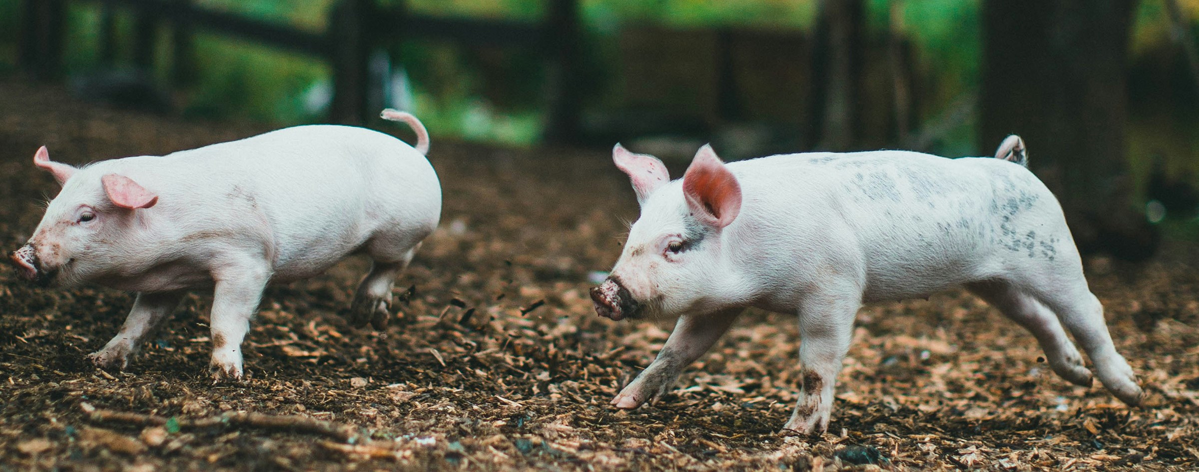 Piglets running. Photo: Jonathan Cooper/Unsplash.com