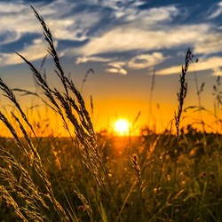 Sunset in field