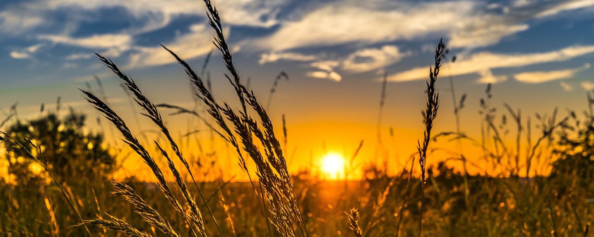 Sunset in field