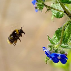 A bee. Photo: Belinda Fewings on Unsplash