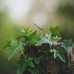 Illustrasjonsfoto av grønne blader. Foto: Unsplash v. Tugce Gungormezler