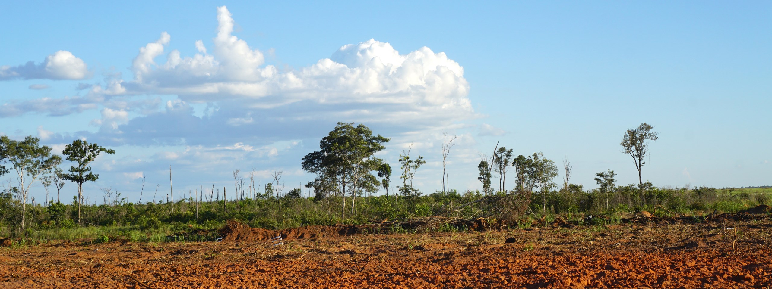 deforestation research A new cornell-led study shows that deforestation and subsequent use of lands for agriculture or pasture, especially in tropical regions,. deforestation research A new cornell-led study shows that deforestation and subsequent use of lands for agriculture or pasture, especially in tropical regions,.